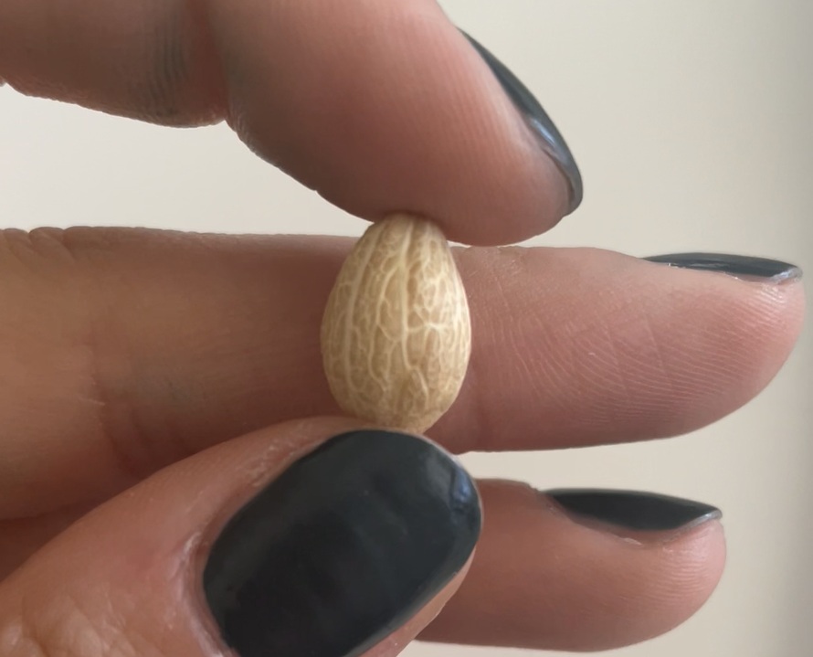 Olive pit inspiration