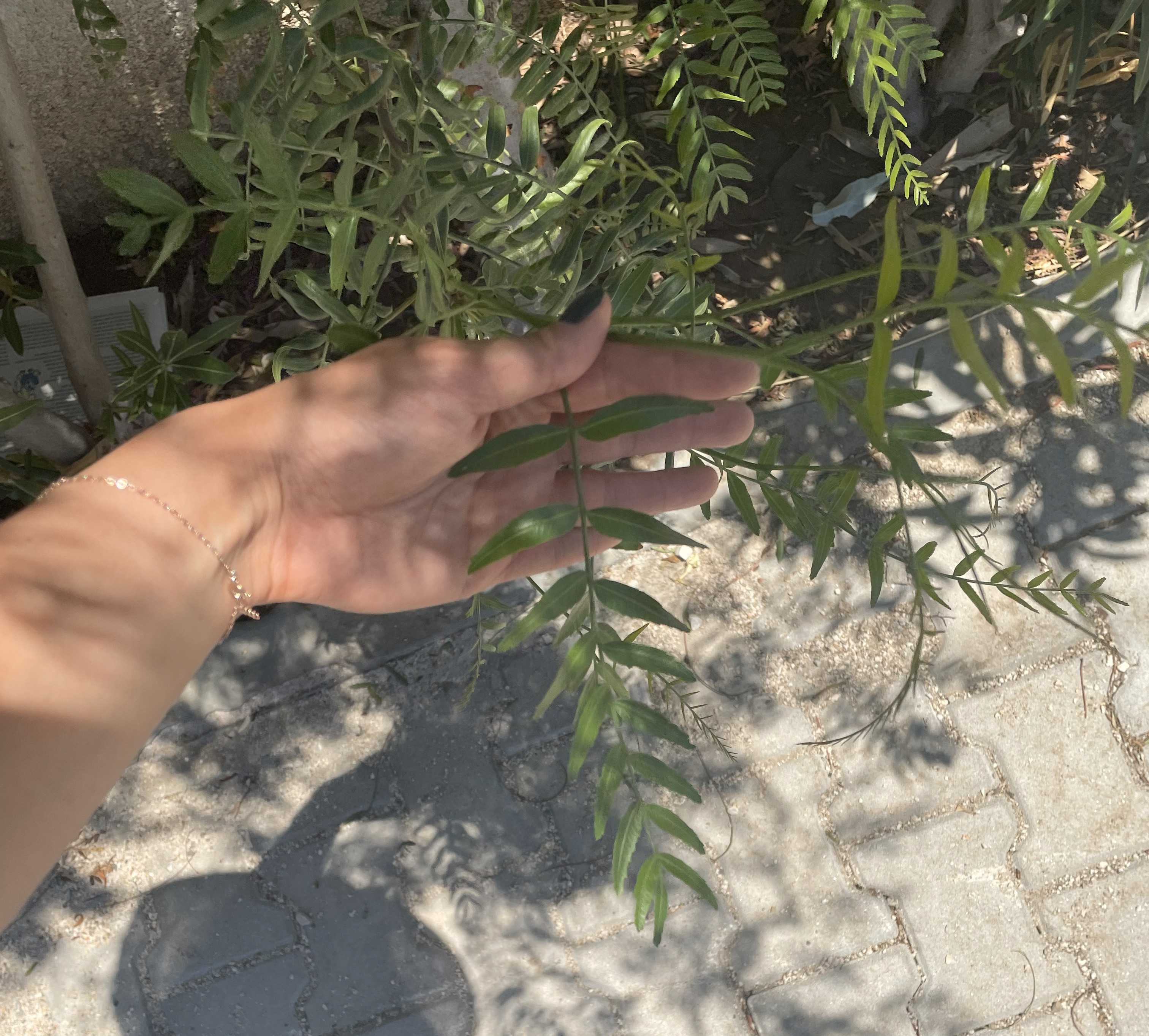 Olive pit background inspiration